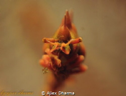 Rhino shrimp 
Taken with Canon G10 wp-dc28 housing ,1/50... by Ajiex Dharma 